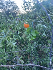 Ibervillea sonorae