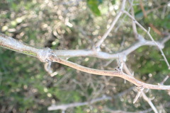 Asparagus multiflorus