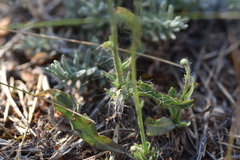 Hieracium tommasinianum