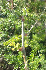 Asparagus multiflorus
