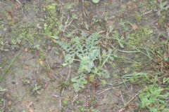 Pelargonium auritum auritum