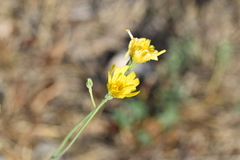 Hieracium tommasinianum