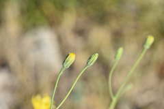 Hieracium tommasinianum