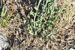 Hieracium tommasinianum