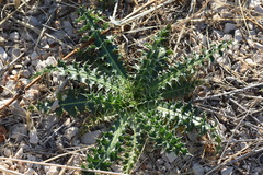 Carduus nutans micropterus