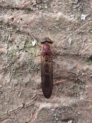 Merosargus coriaceus