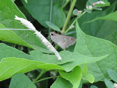 Lerodea eufala eufala