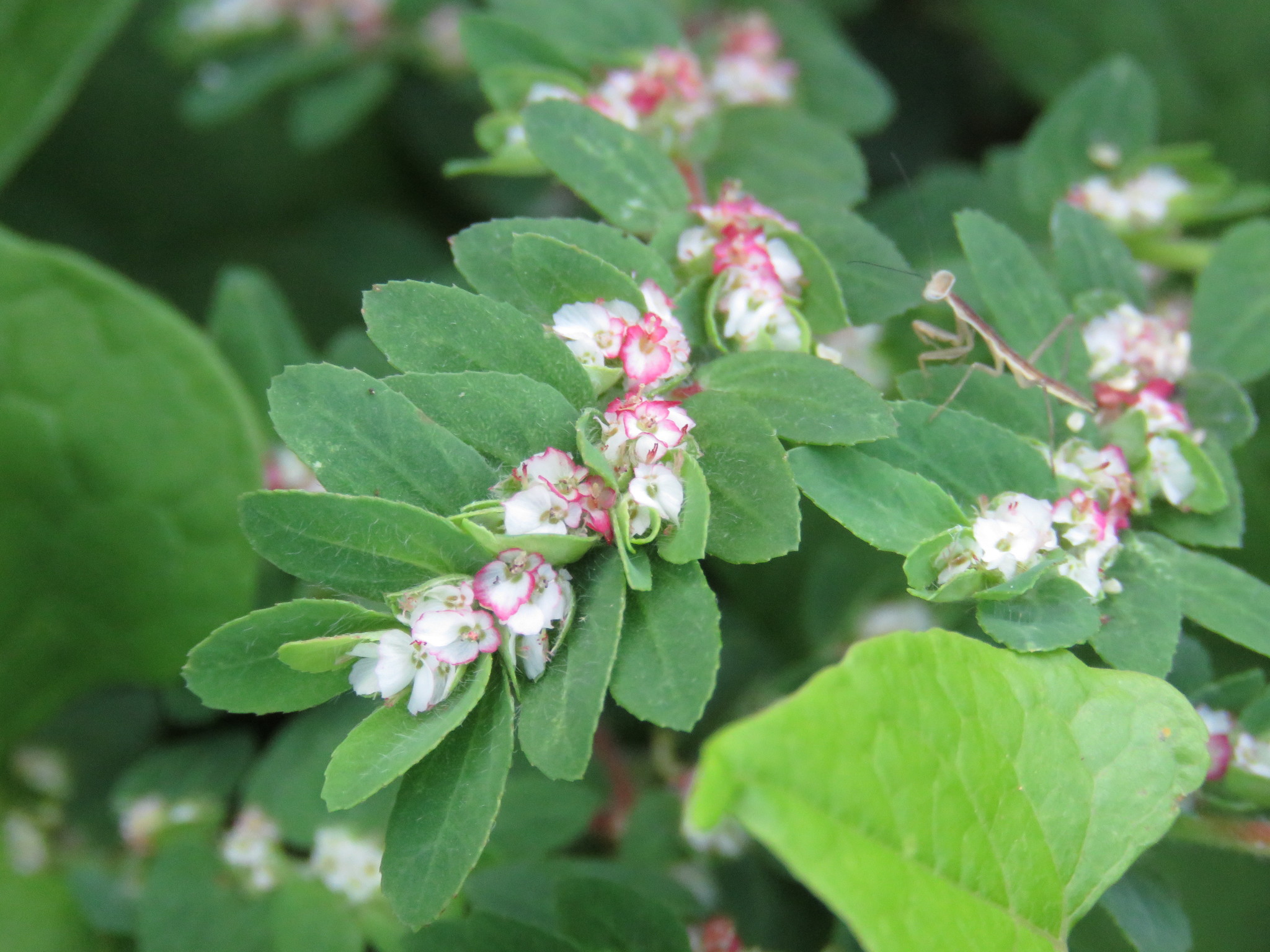 Euphorbia dioeca