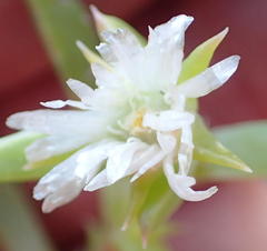 Delosperma inconspicuum