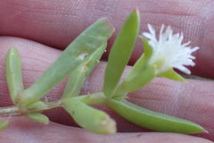 Delosperma inconspicuum