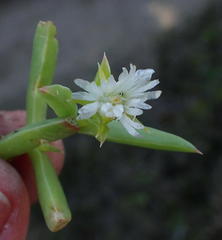Delosperma inconspicuum