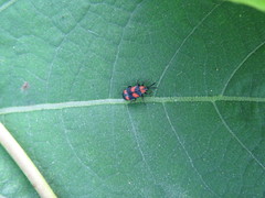 Microrhopala pulchella
