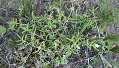 Delosperma inconspicuum