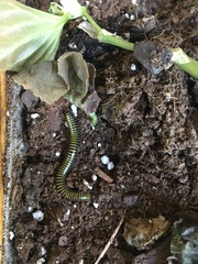 Anadenobolus monilicornis