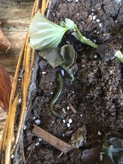 Anadenobolus monilicornis