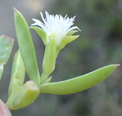 Delosperma inconspicuum