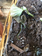 Anadenobolus monilicornis