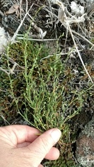 Cerastium brachypodum