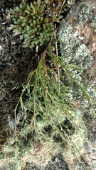 Cerastium brachypodum