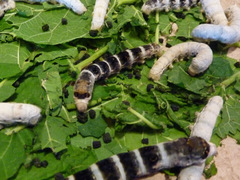 Bombyx mori