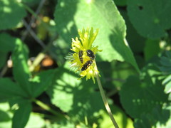 Acmaeodera loei