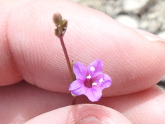 Boerhavia linearifolia