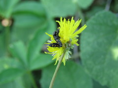 Acmaeodera loei