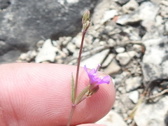 Boerhavia linearifolia