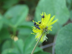 Acmaeodera loei