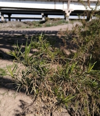 Baccharis salicifolia