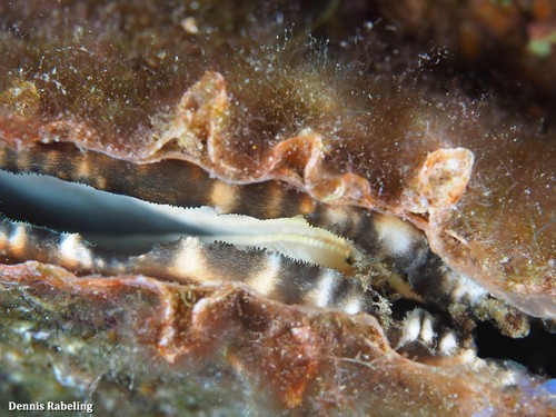 Spiny Fan Mussel