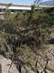 Baccharis salicifolia