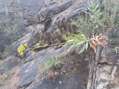 Bupleurum gibraltaricum