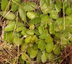 Alepidea delicatula
