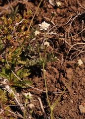 Alepidea delicatula