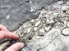 Boerhavia linearifolia
