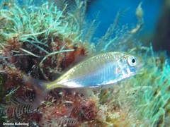 Trachurus