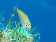Trachurus