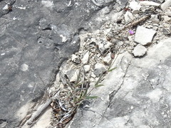 Boerhavia linearifolia