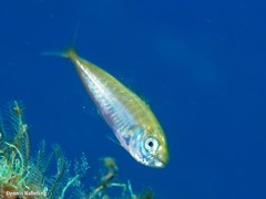 Trachurus