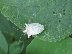 Arvelius albopunctatus