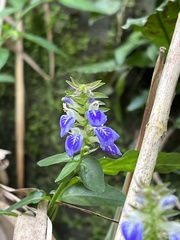 Rungia taiwanensis