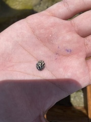 Nerita tessellata