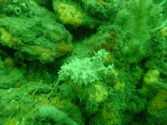 Callyspongia aculeata