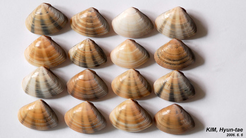 Macridiscus multifarius