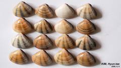 Macridiscus aequilatera