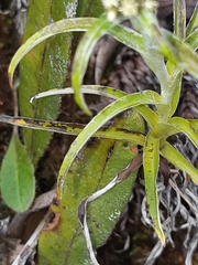 Chryselium gnaphalioides