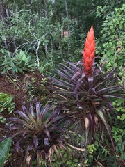 Tillandsia ponderosa