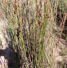 Restio quadratus
