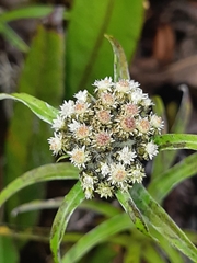 Chryselium gnaphalioides